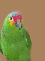 Amazon Parrot Boka